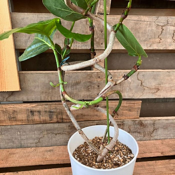 観葉植物現品販売