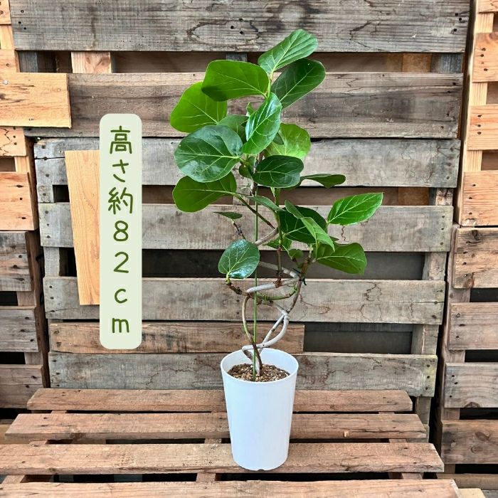 観葉植物現品販売