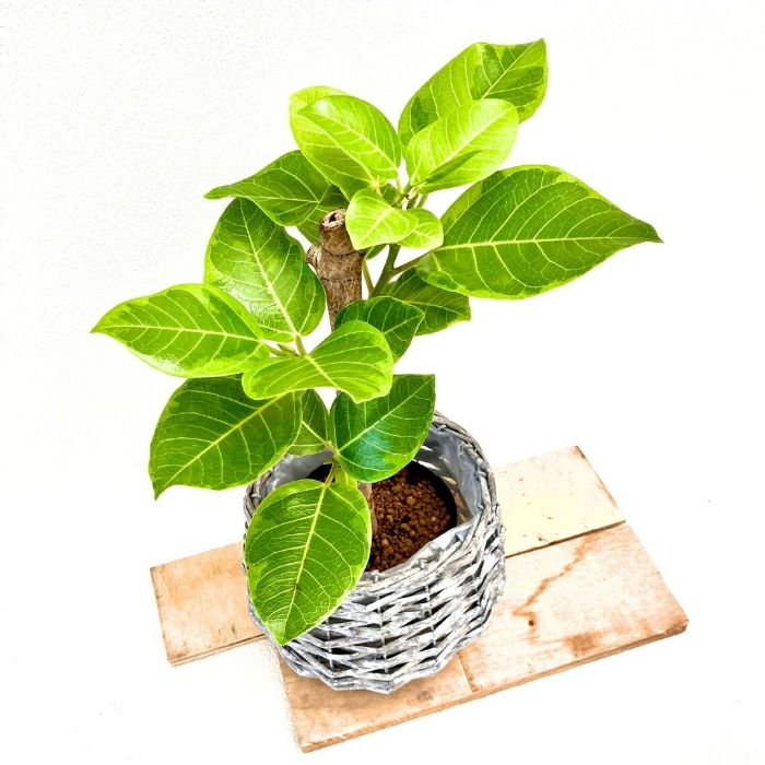 観葉植物現品販売