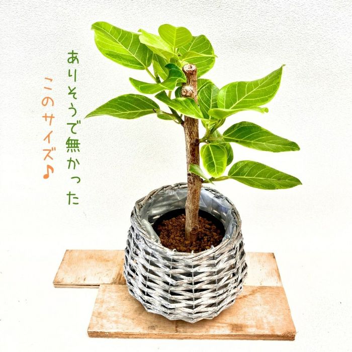 観葉植物現品販売