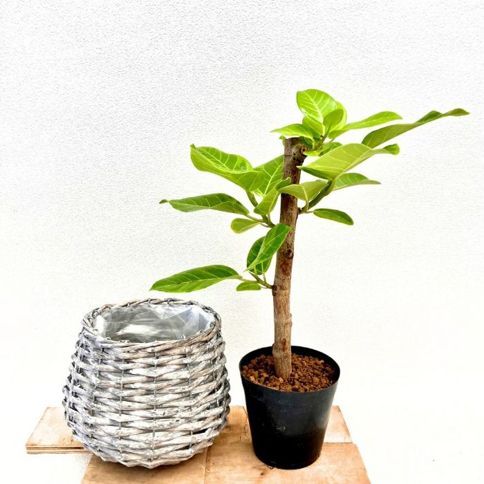 観葉植物現品販売