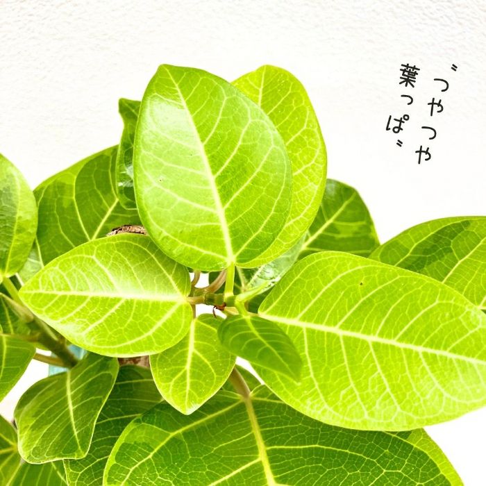 観葉植物現品販売