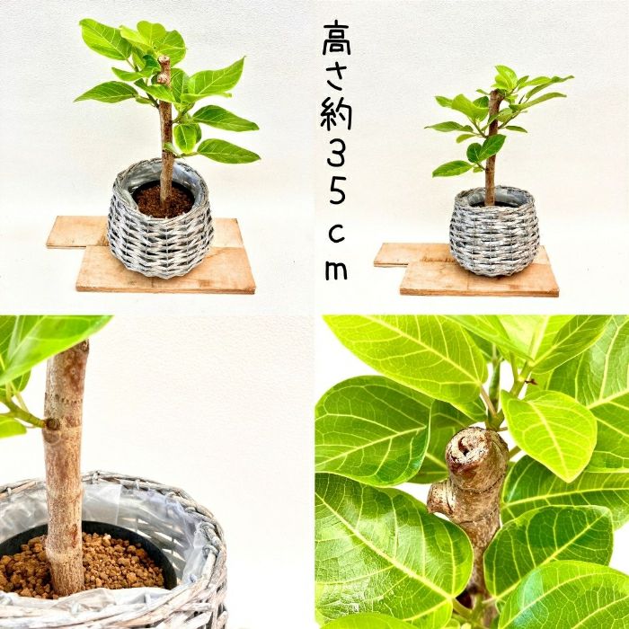 観葉植物現品販売
