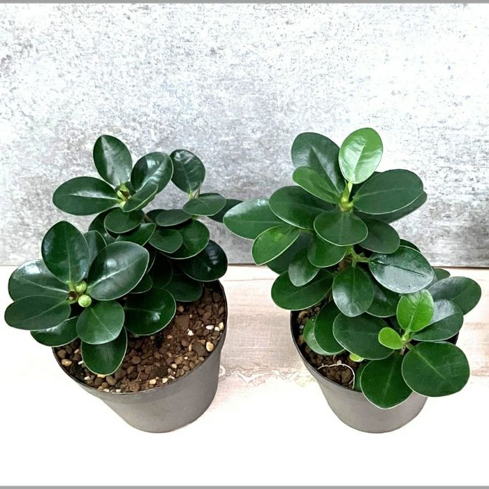 観葉植物現品販売