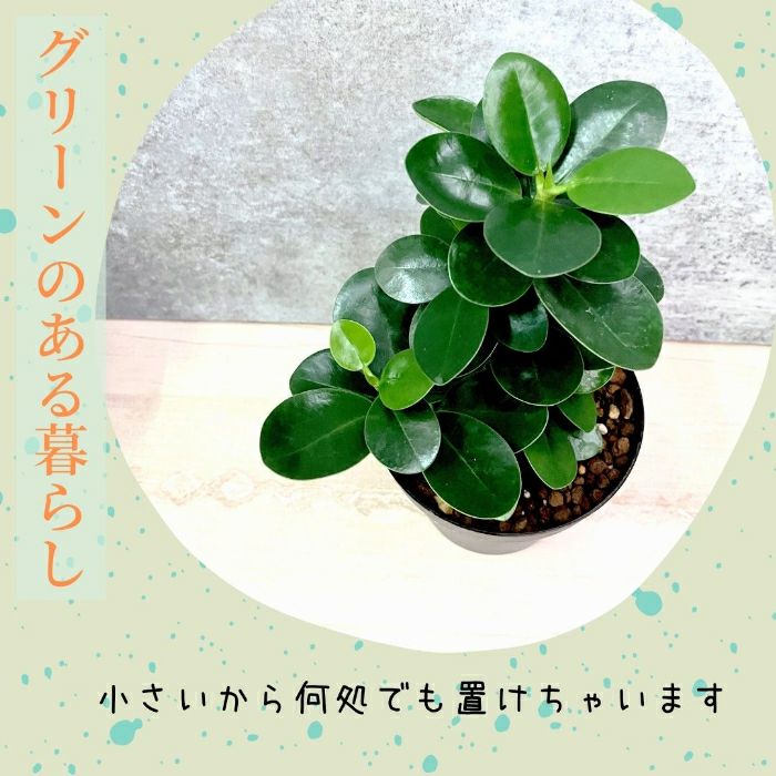 観葉植物現品販売