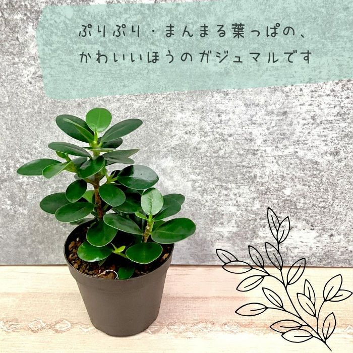 観葉植物現品販売