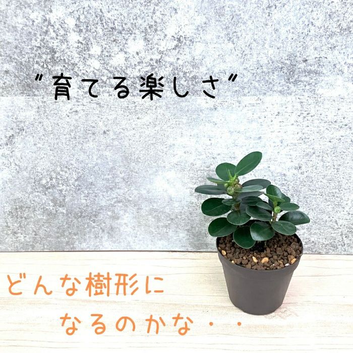 観葉植物現品販売