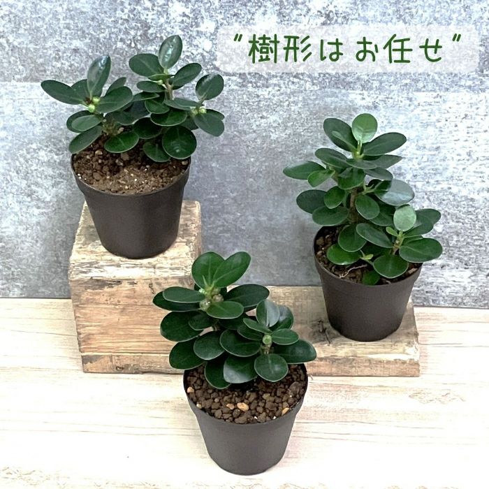 観葉植物現品販売