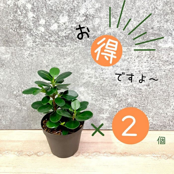観葉植物現品販売
