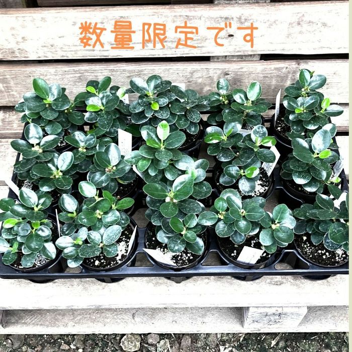観葉植物現品販売