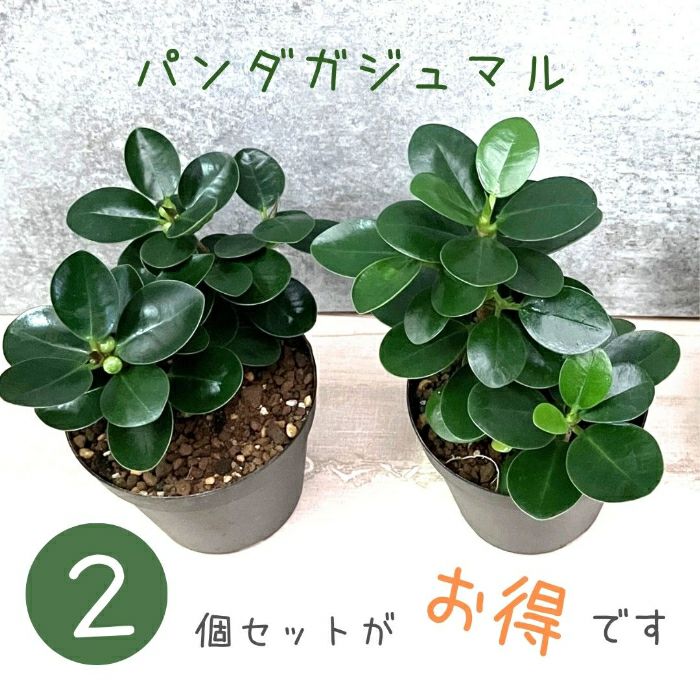 観葉植物現品販売