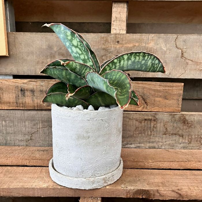 観葉植物現品販売