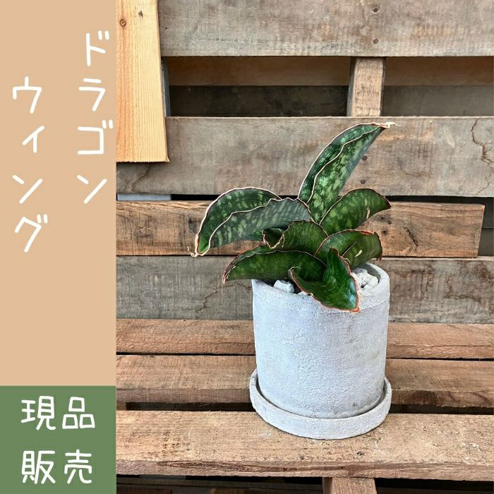 観葉植物現品販売