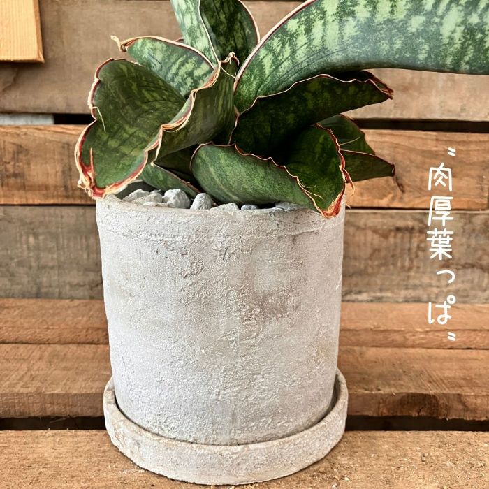 観葉植物現品販売