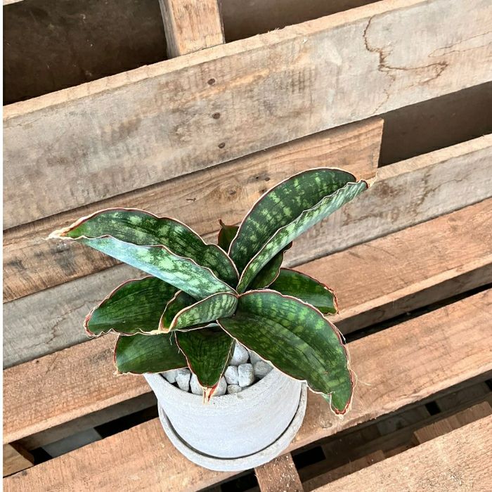 観葉植物現品販売