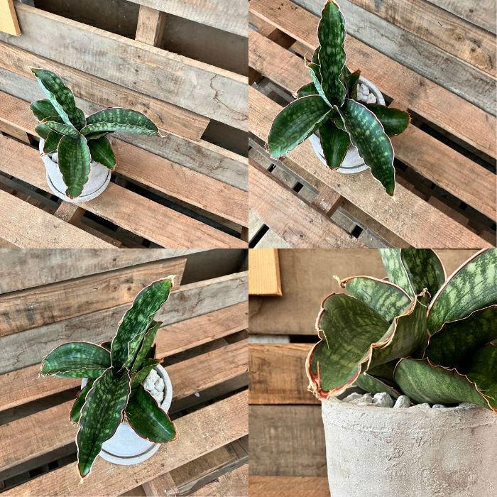 観葉植物現品販売