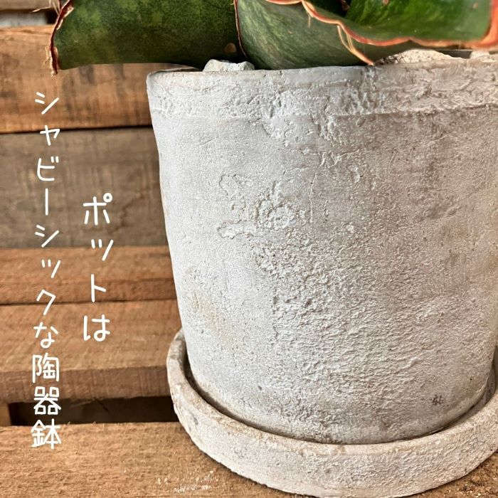 観葉植物現品販売
