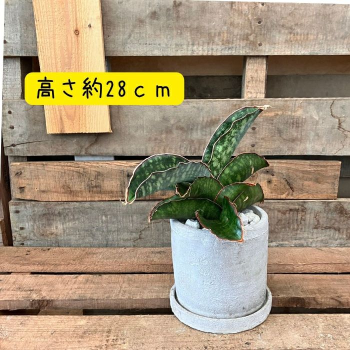 観葉植物現品販売