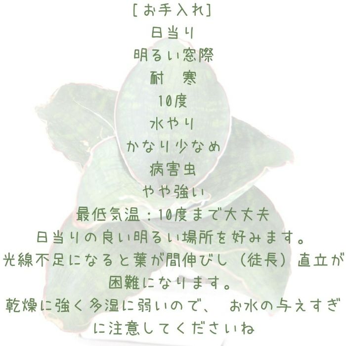 観葉植物現品販売