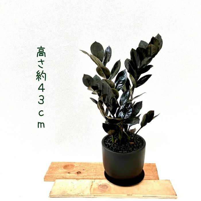 観葉植物現品販売