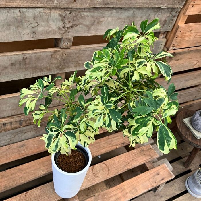 観葉植物現品販売