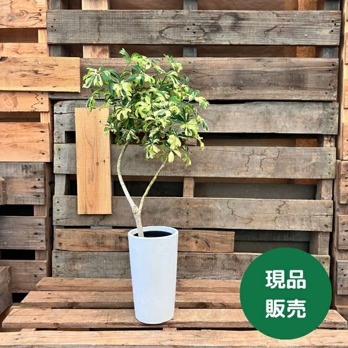 観葉植物現品販売