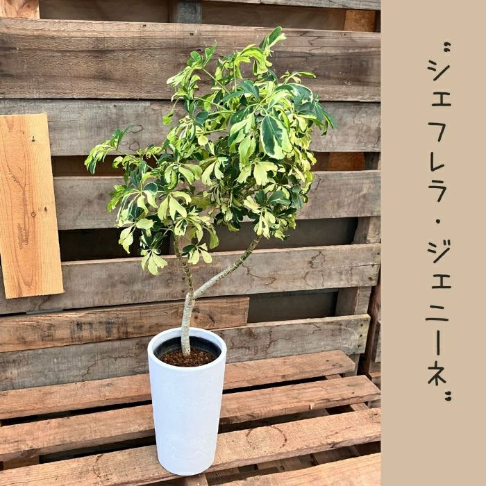 観葉植物現品販売