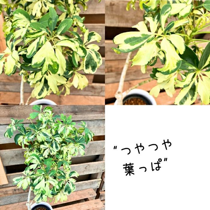 観葉植物現品販売