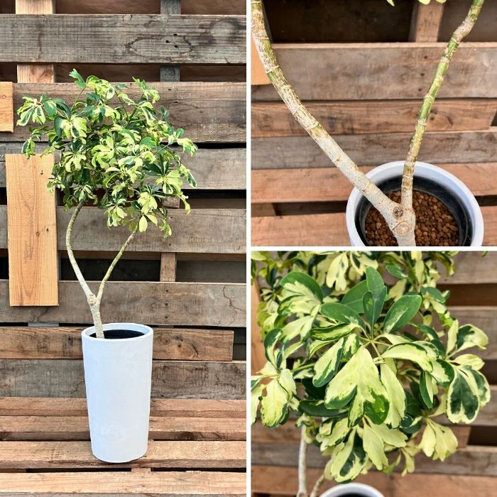 観葉植物現品販売