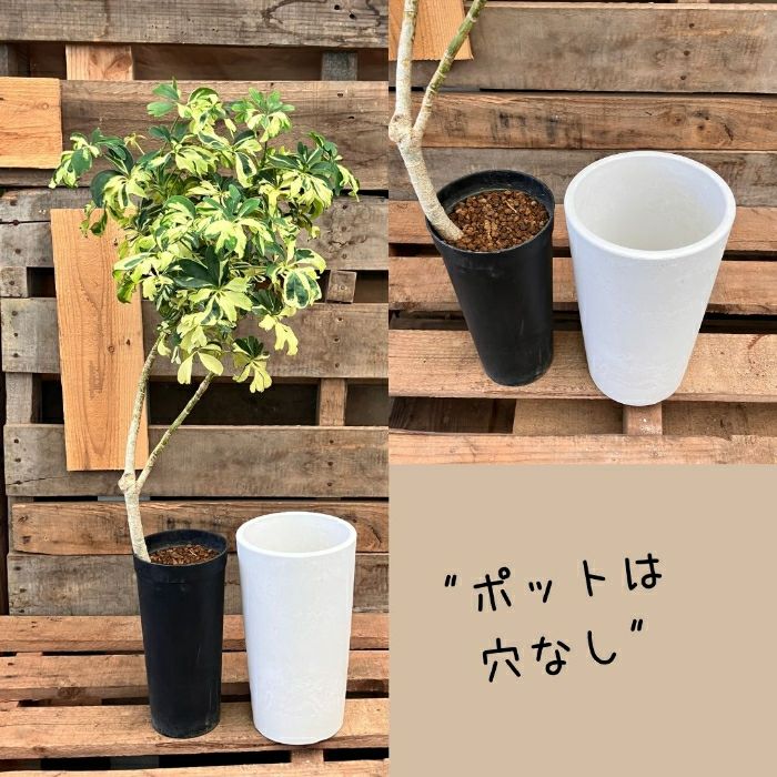 観葉植物現品販売