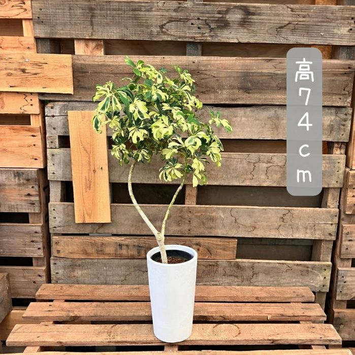 観葉植物現品販売