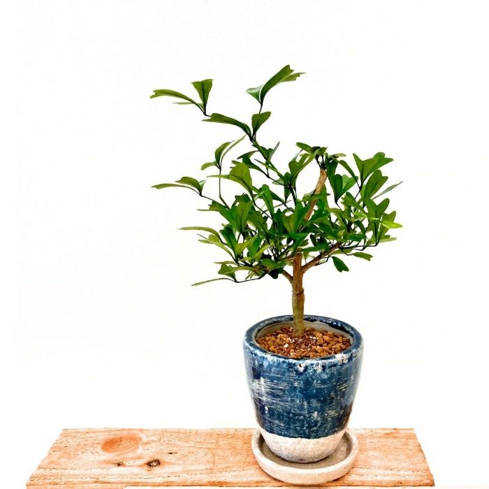 観葉植物現品販売