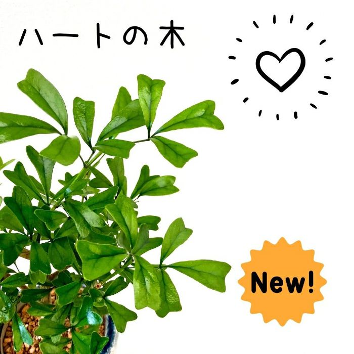 観葉植物現品販売
