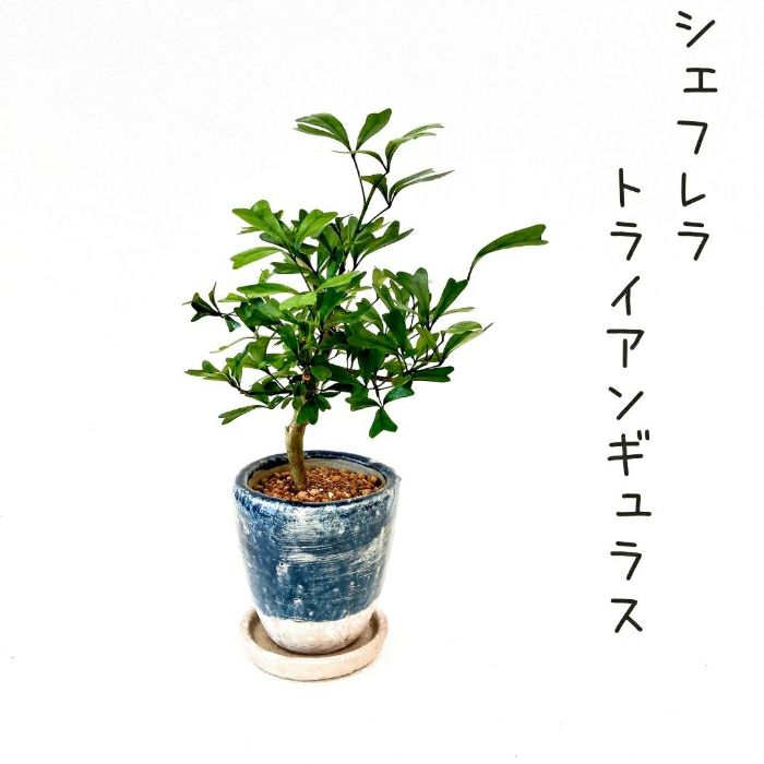 観葉植物現品販売