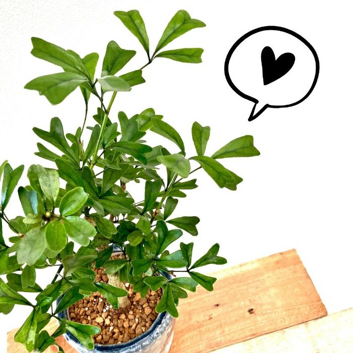 観葉植物現品販売