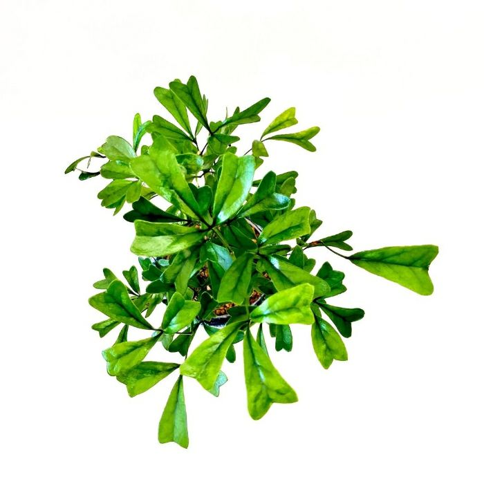 観葉植物現品販売