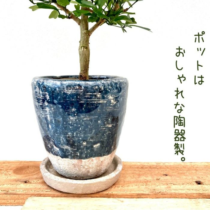 観葉植物現品販売