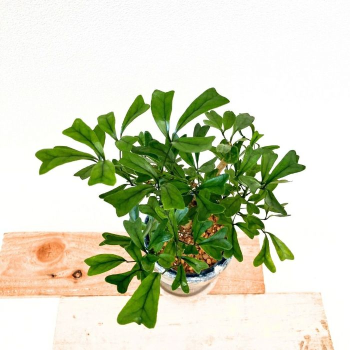 観葉植物現品販売