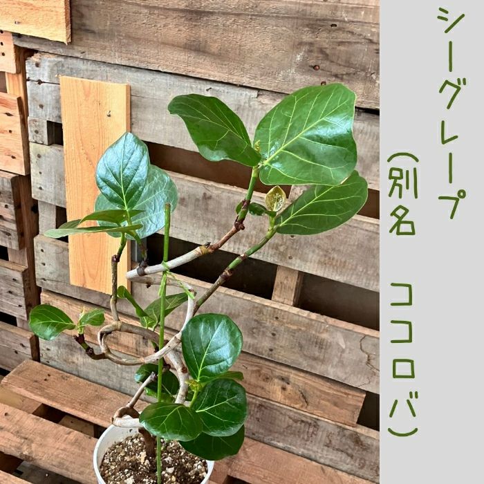 観葉植物現品販売