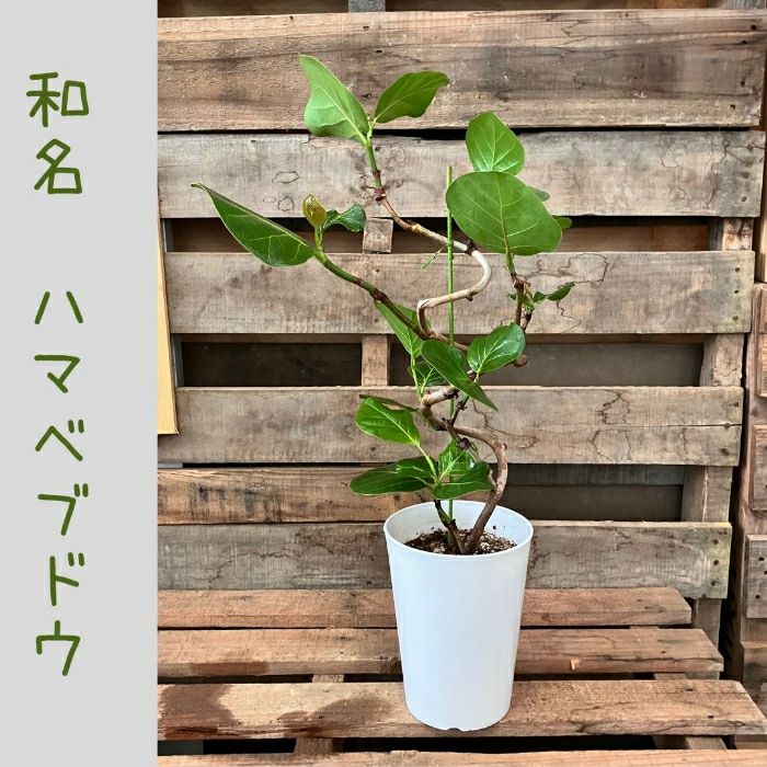 観葉植物現品販売