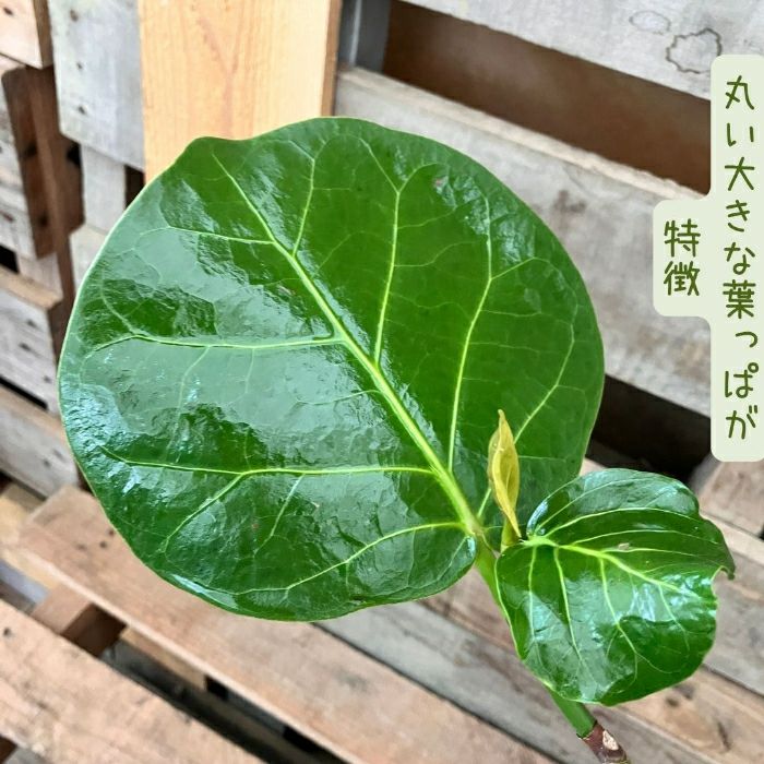 観葉植物現品販売