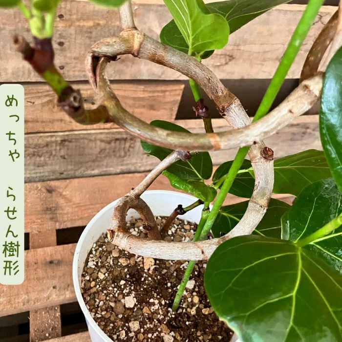 観葉植物現品販売