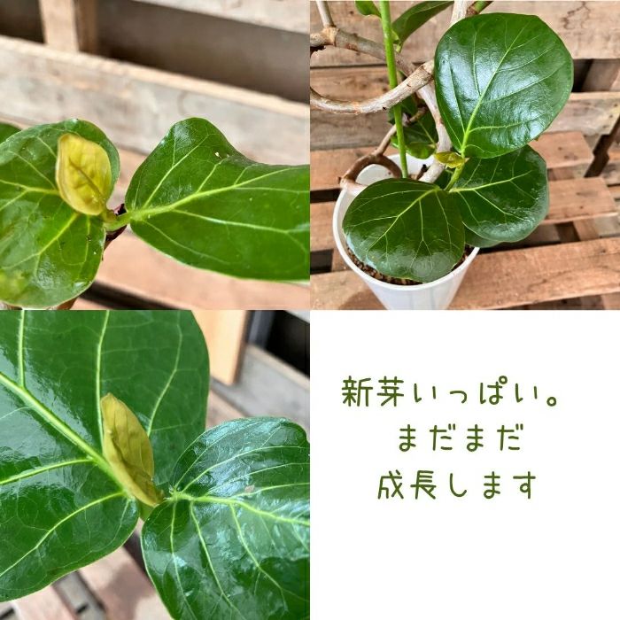 観葉植物現品販売