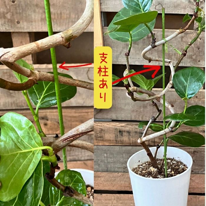 観葉植物現品販売