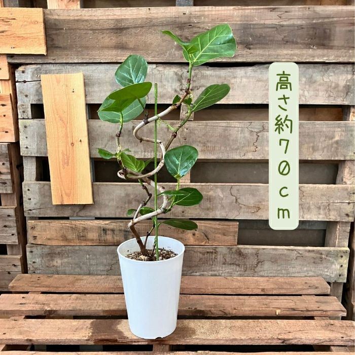 観葉植物現品販売