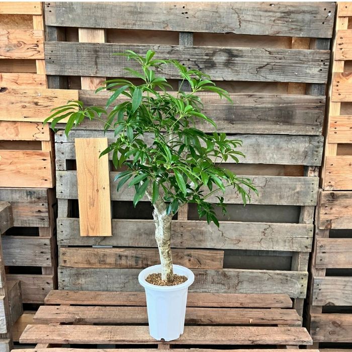 観葉植物現品販売