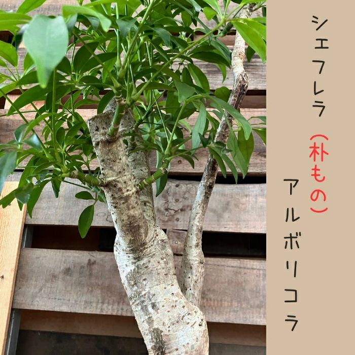 観葉植物現品販売