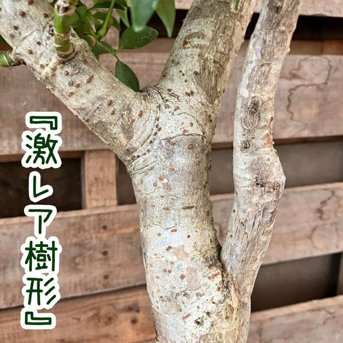 観葉植物現品販売