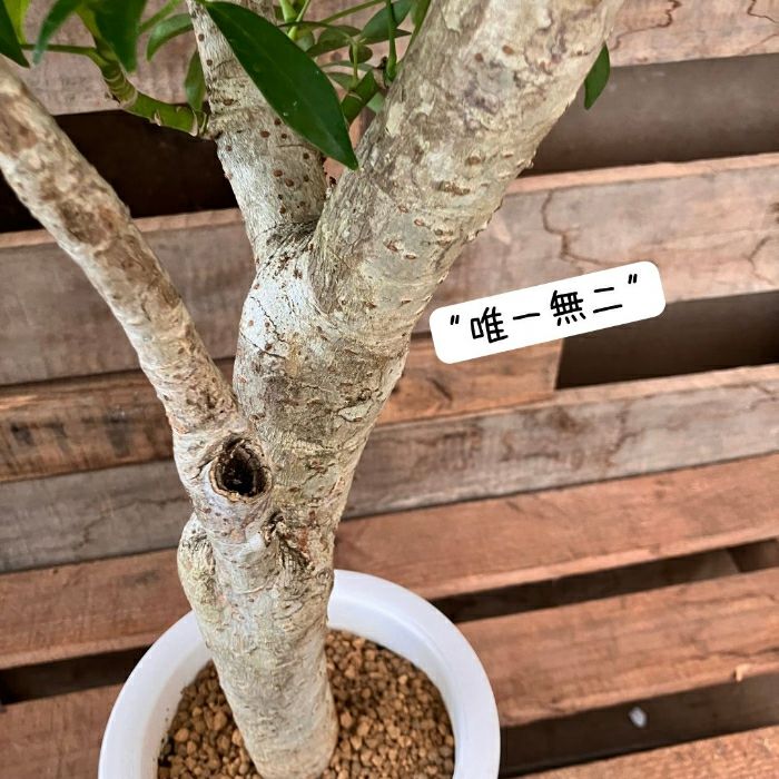 観葉植物現品販売