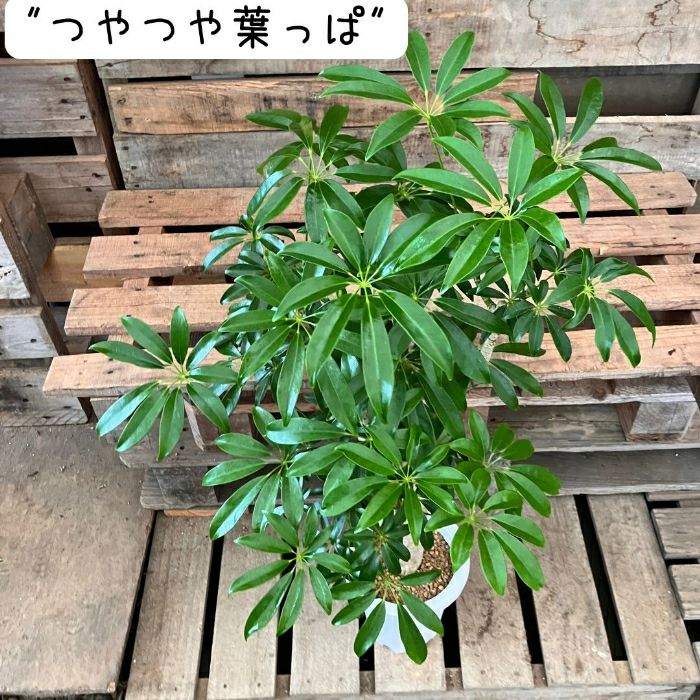 観葉植物現品販売